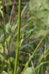 Prairie rosinweed